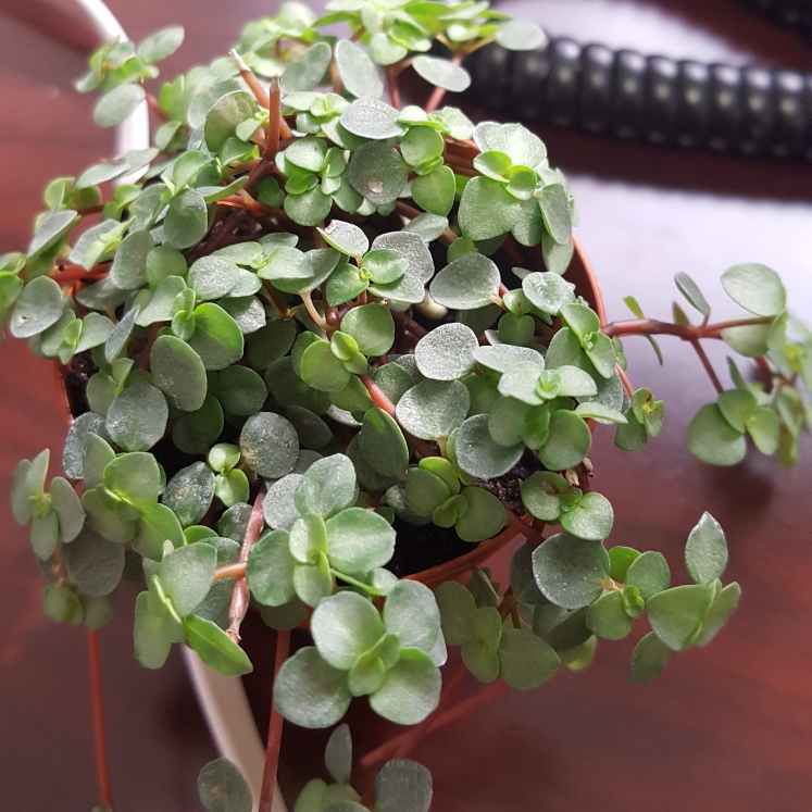 Plant image Pilea Glauca