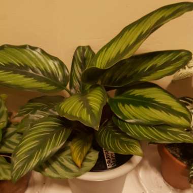 Calathea 'Beautiful Star'