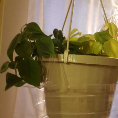 Philodendron cordatum