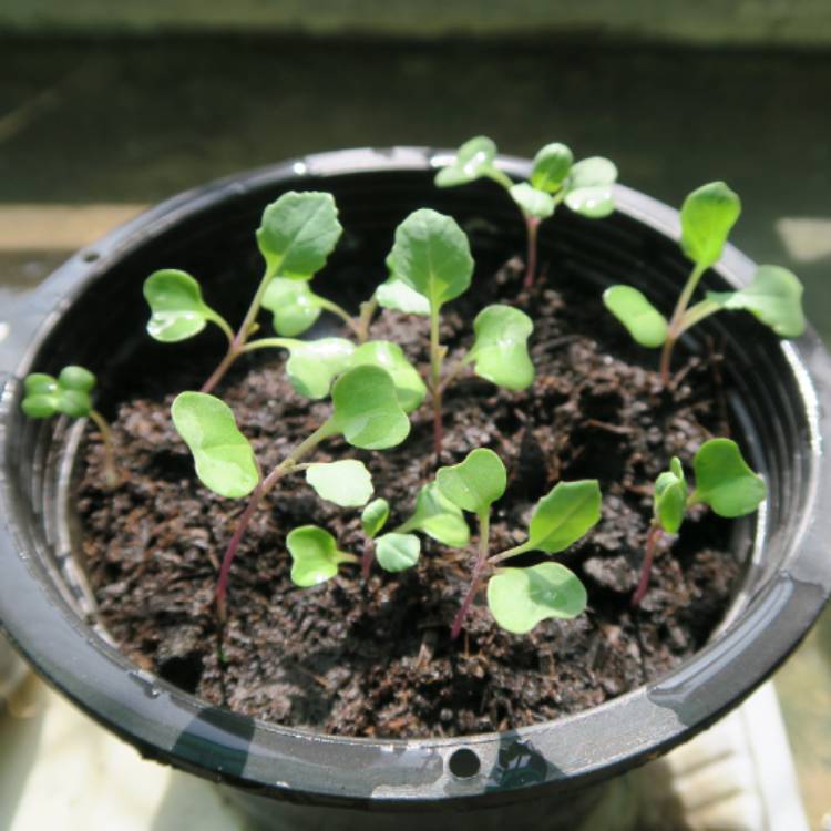 Plant image Brassica oleracea (Alboglabra Group)