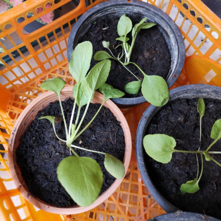 Plant image Brassica Rapa var Chinensis 'Yuushou' F1