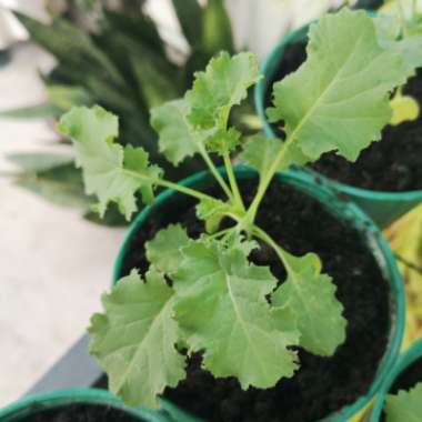 Dwarf green curled - kale