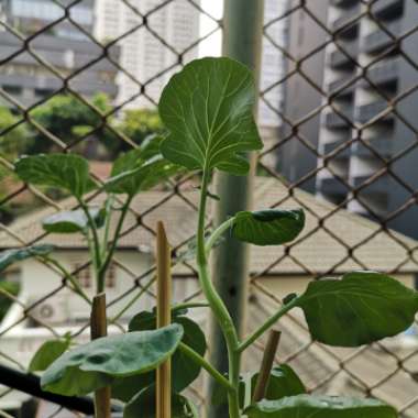 Dwarf green curled - kale