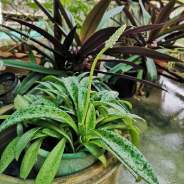 Chinese Evergreen