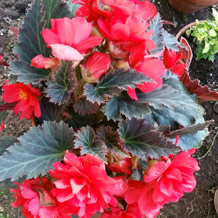 Plant image Pelargonium 'Duebezre' (Big EEZE Series) syn. Pelargonium 'Big EEZE Red'