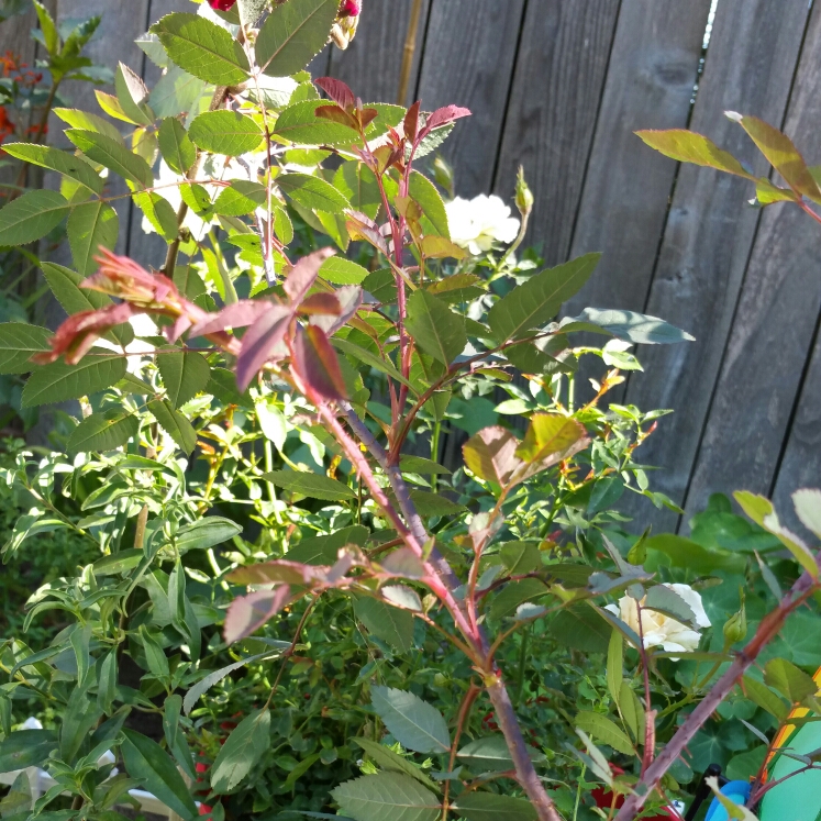 Plant image Rosa glauca syn. Rosa rubrifolia, Rosa ferruginea