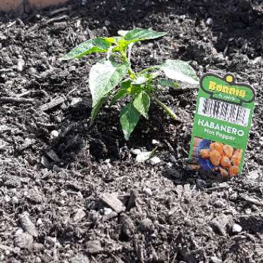 Chilli Pepper 'Habanero'