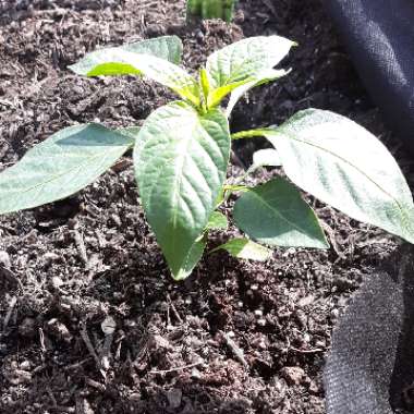 Sweet Pepper 'Redskin'