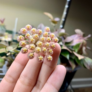 Hoya lacunosa var. pallidiflora X Hoya obscura