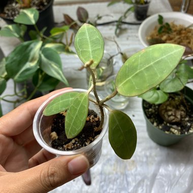 Hoya Elliptica