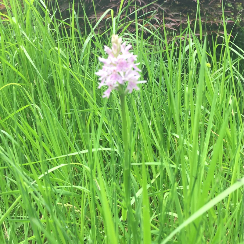 Plant image Dactylorhiza fuchsii