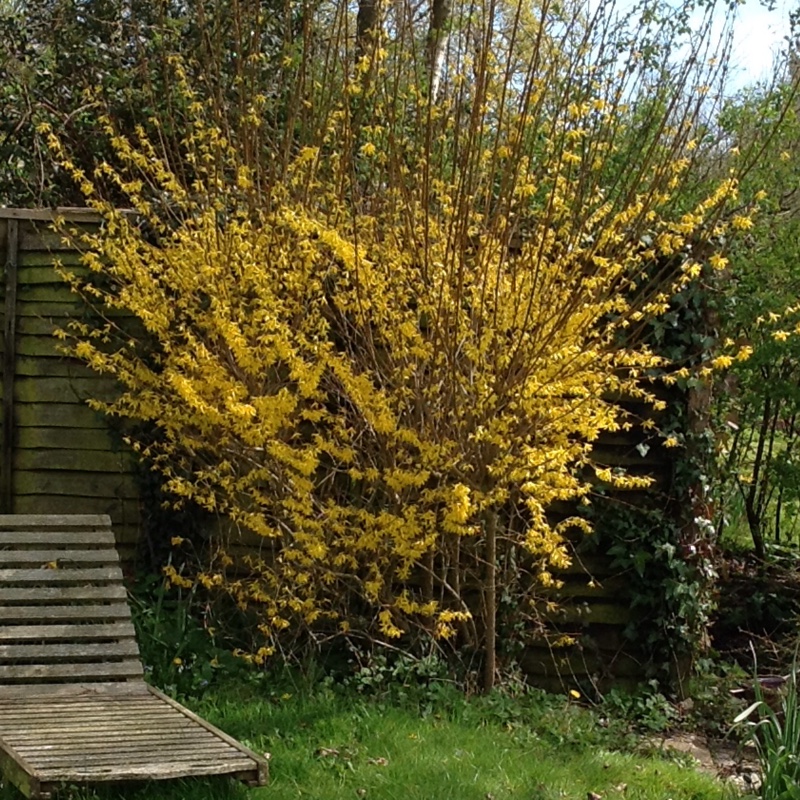 Border forsythia