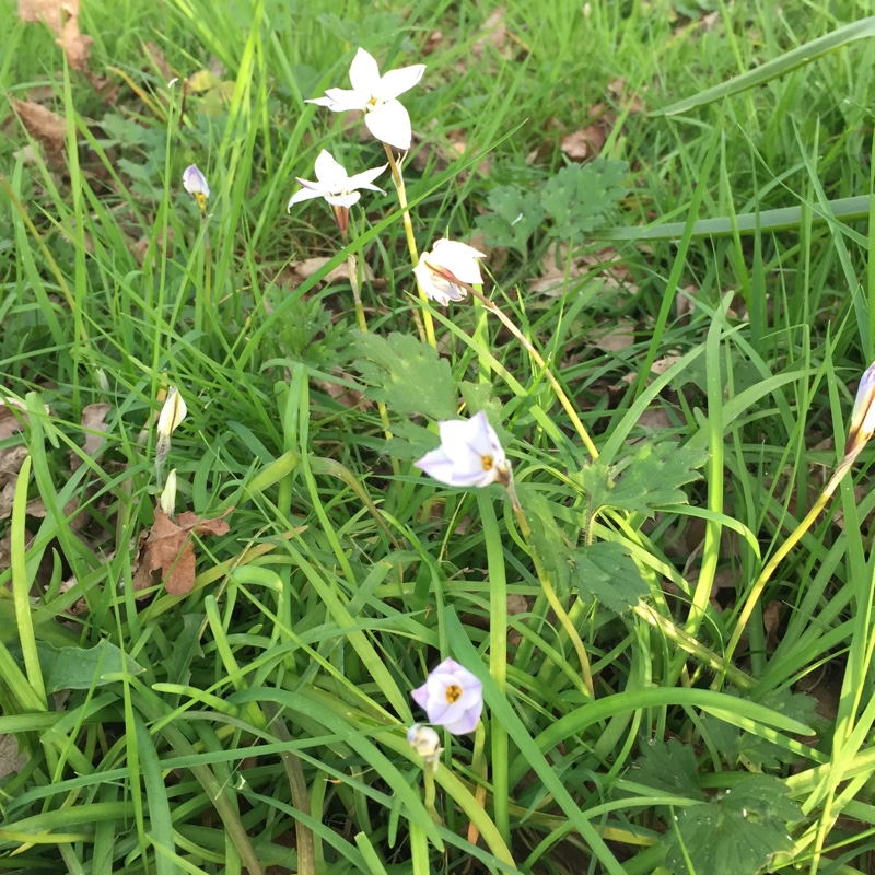 Spring Starflower