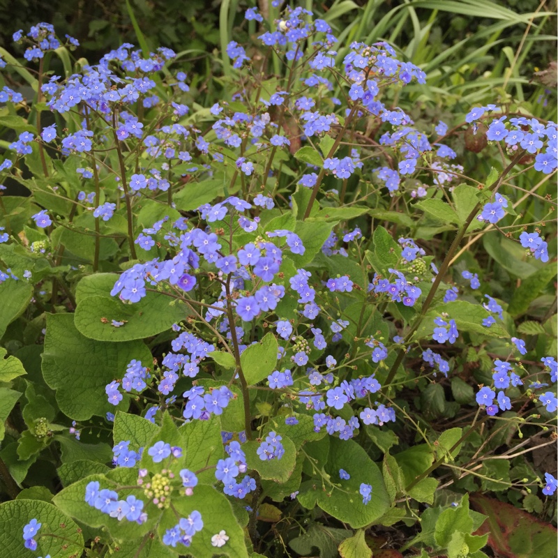 Water Forget-Me-Not