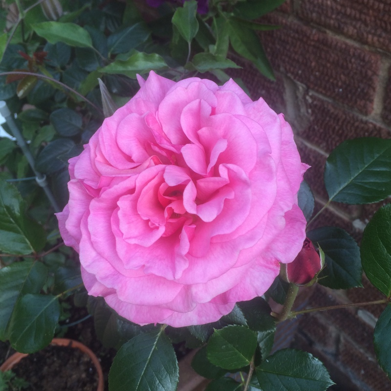 Plant image Rosa 'Aloha'