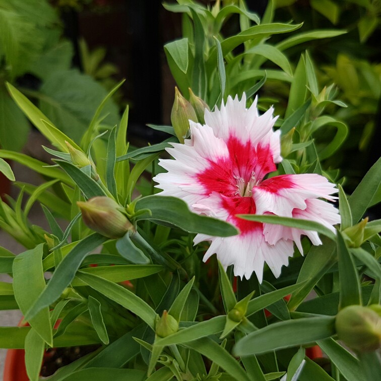 Plant image Dianthus chinensis 'Super Parfait Red Peppermint'