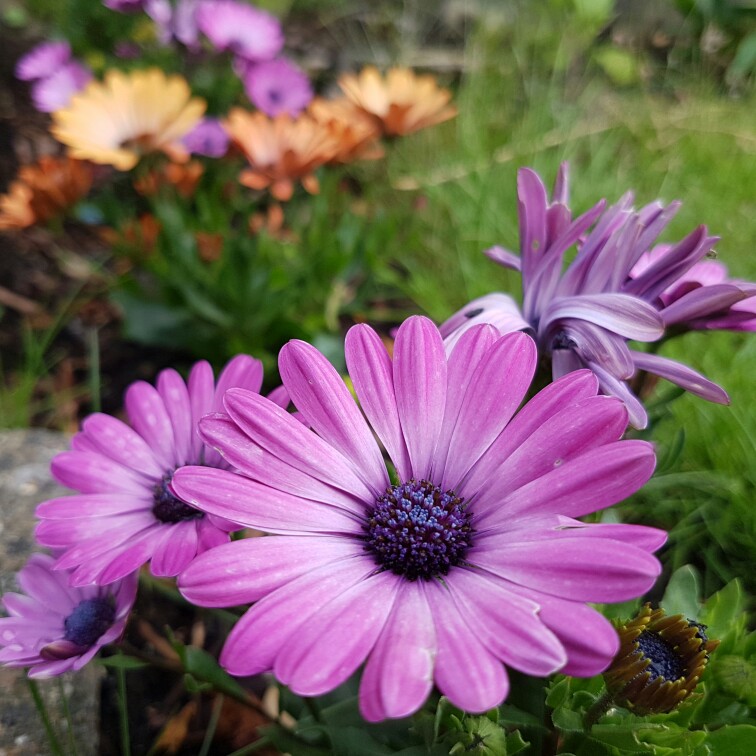 African Daisy