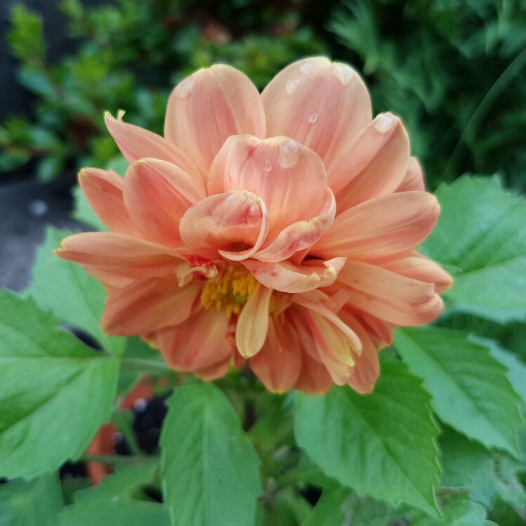 Dahlia 'Garden Show'