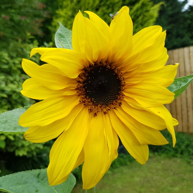 Sunflower 'Russian Mammoth'