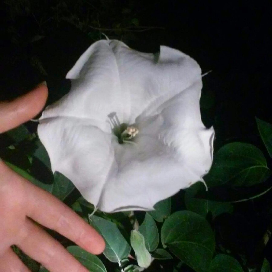 Datura wrightii