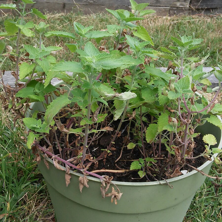 Nepeta x faassenii 'Walkers Low'