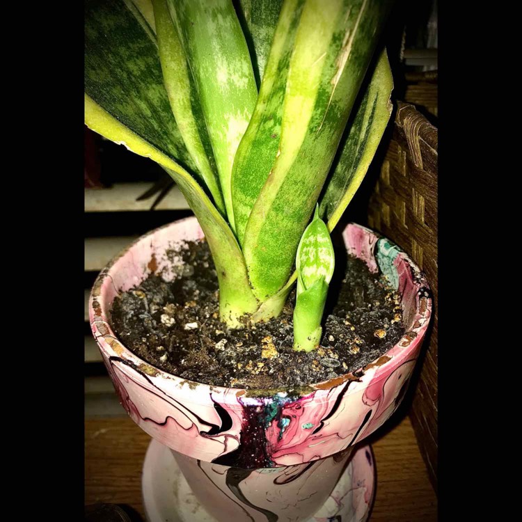 Plant image Sansevieria laurentii Trifasciata