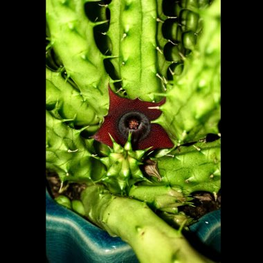 Huernia 'Schneideriana'