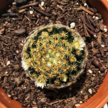 Mammillaria schiedeana