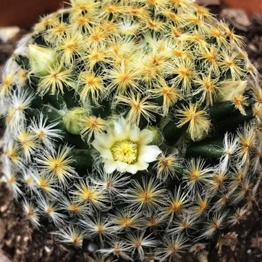 Mammillaria schiedeana