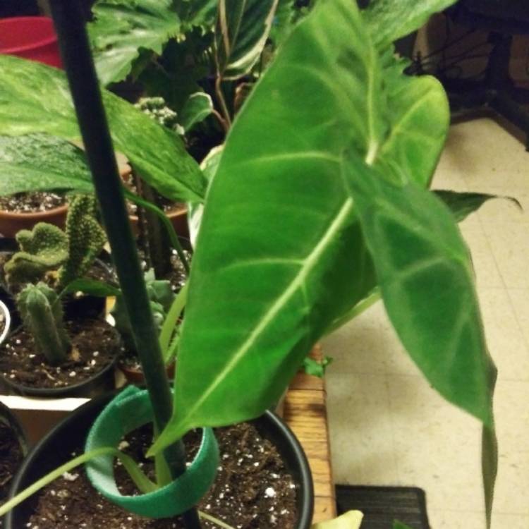 Plant image Alocasia Micholitziana 'Frydek'