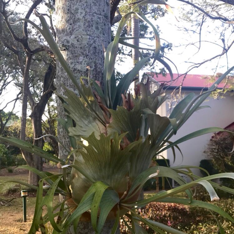 Plant image Cotyledon orbiculata 'Elk Horns'