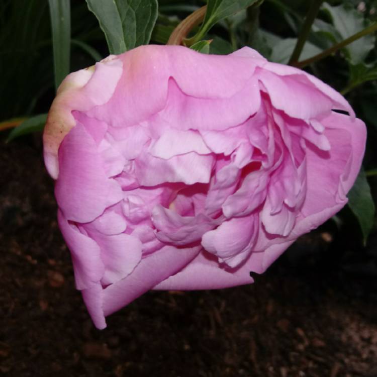 Plant image Paeonia lactiflora 'Monsieur Jules Elie'