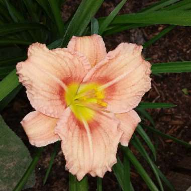 Hemerocallis