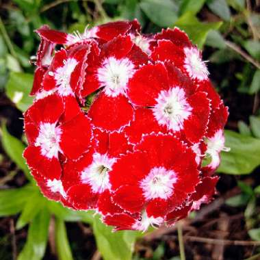 Dianthus barbatus