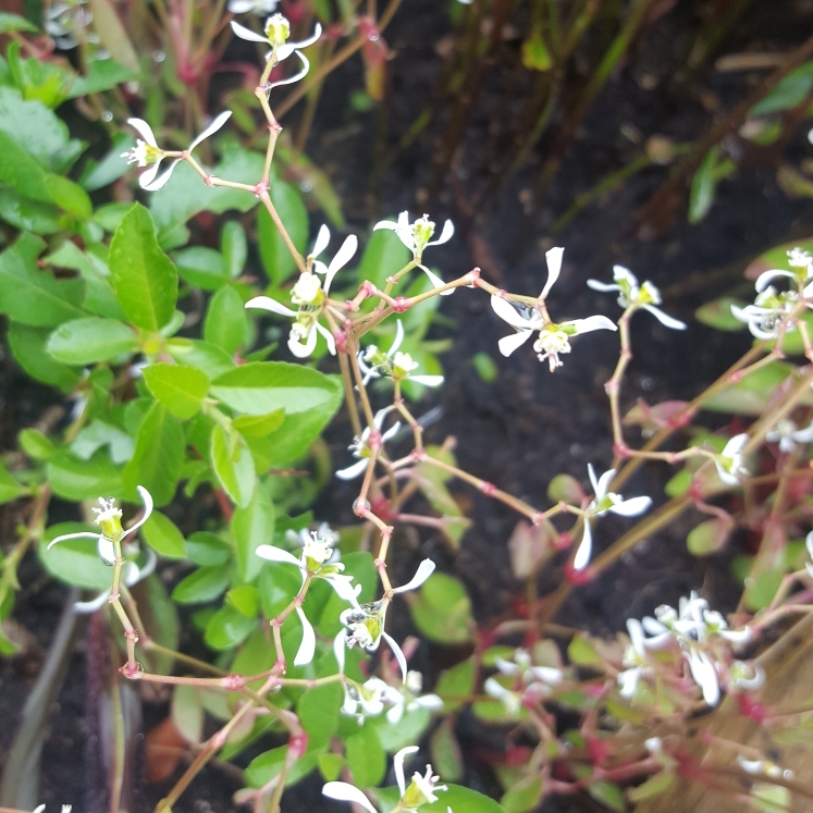 Plant image Euphorbia hypericifolia euphoric 'White'