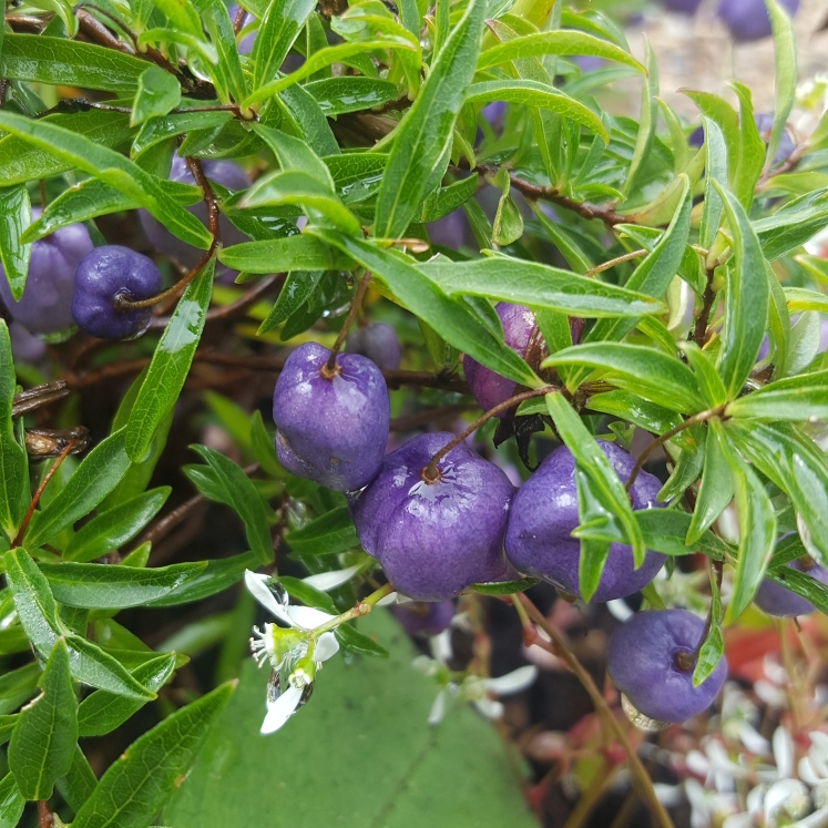 Plant image Billardiera longiflora