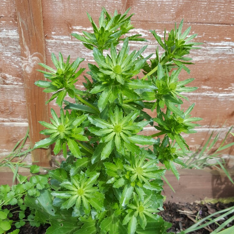 Plant image Eryngium planum 'Blue Hobbit'