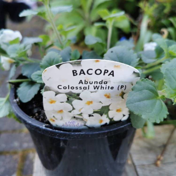 Plant image Bacopa Abunda 'Colossal White'