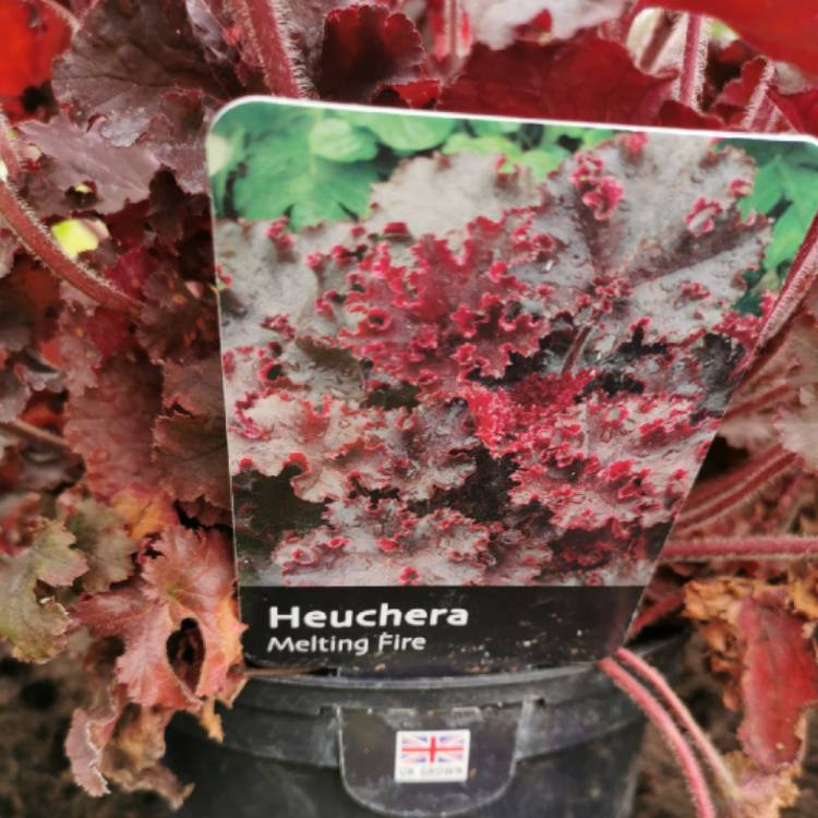 Plant image Heuchera 'Melting Fire'