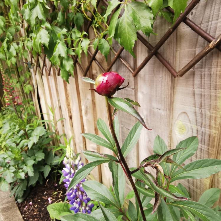 Plant image Paeonia lactiflora 'Kansas'