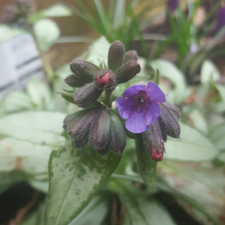 Plant image Pulmonaria