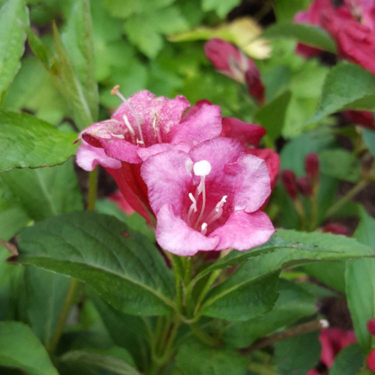 Plant image Weigela 'Bristol Ruby'