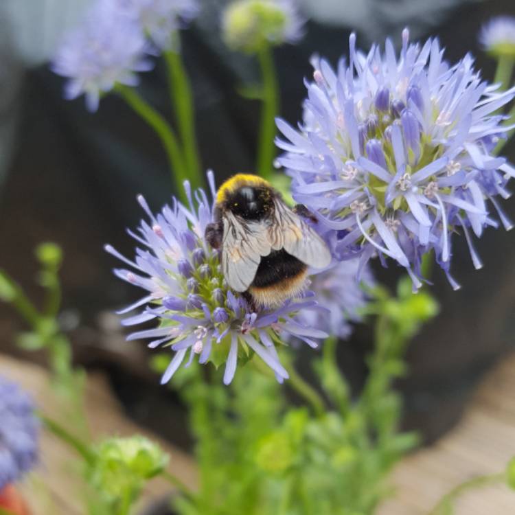 Plant image Jasione laevis 'Blue Light' syn. Jasione perennis