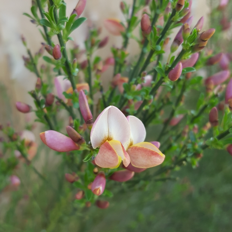 Plant image Cytisus x praecox 'Warminster'