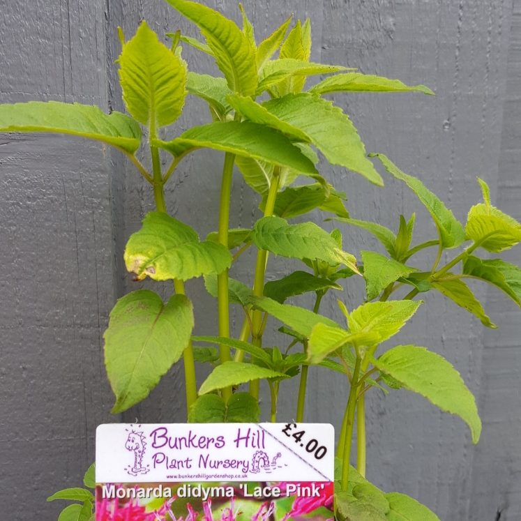 Plant image Monarda 'Pink Lace'