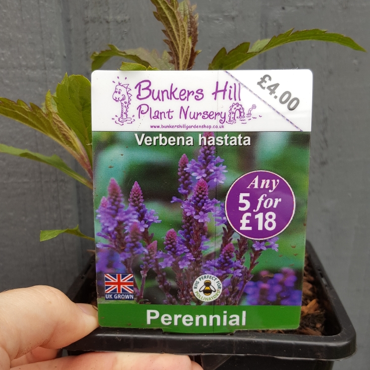 Plant image Verbena hastata 'Blue Spires'