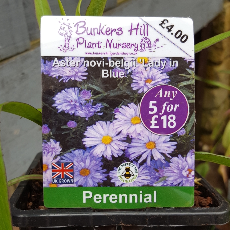 Plant image Aster lateriflorus 'Lady In Blue'