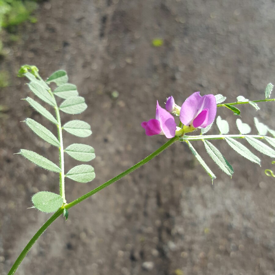 Plant image Securigera varia syn. Coronilla varia