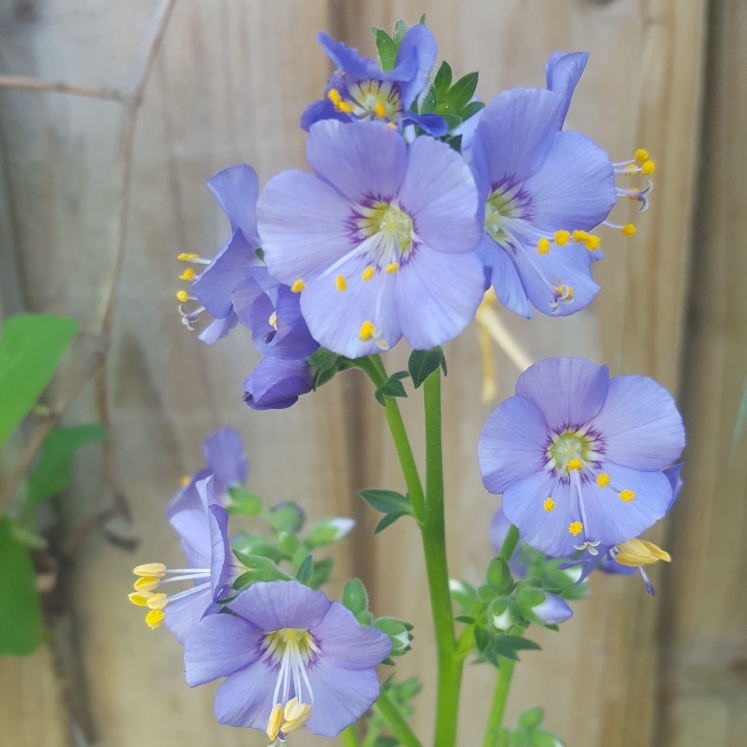 Plant image Polemonium caeruleum 'Bambino Blue'