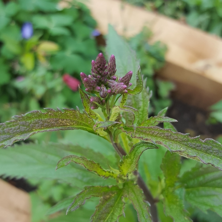 Plant image Verbena hastata 'Blue Spires'